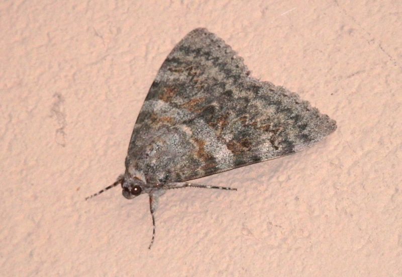 File:Bellera.jpg