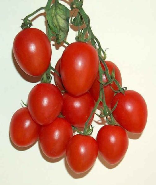 File:Pomodoro.jpg
